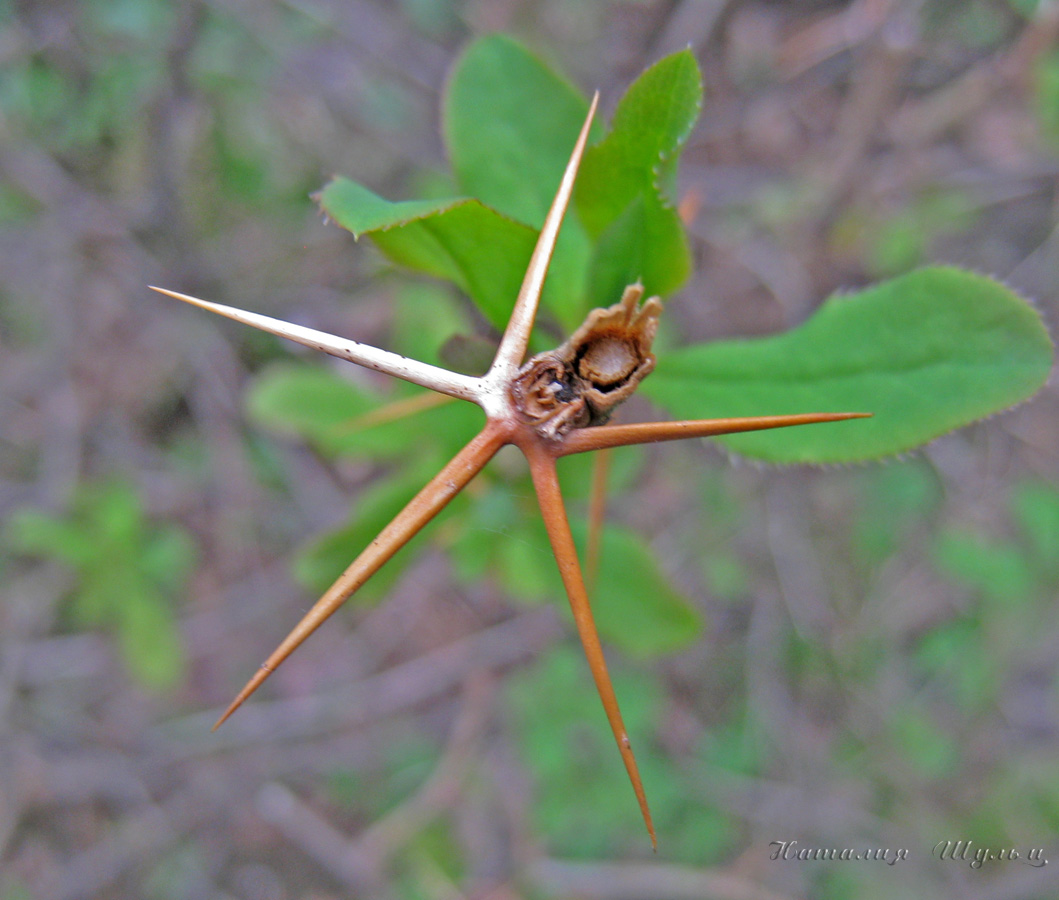 Image of Berberis vulgaris specimen.