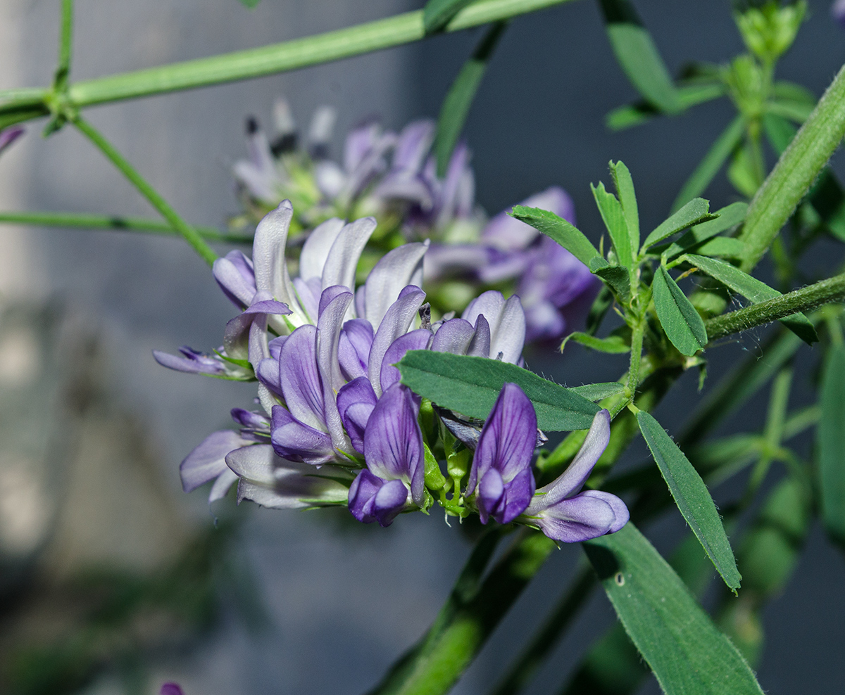 Image of Medicago &times; varia specimen.