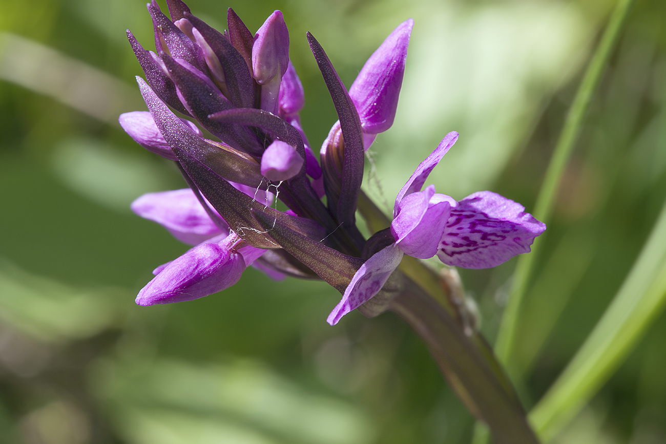 Изображение особи Dactylorhiza russowii.