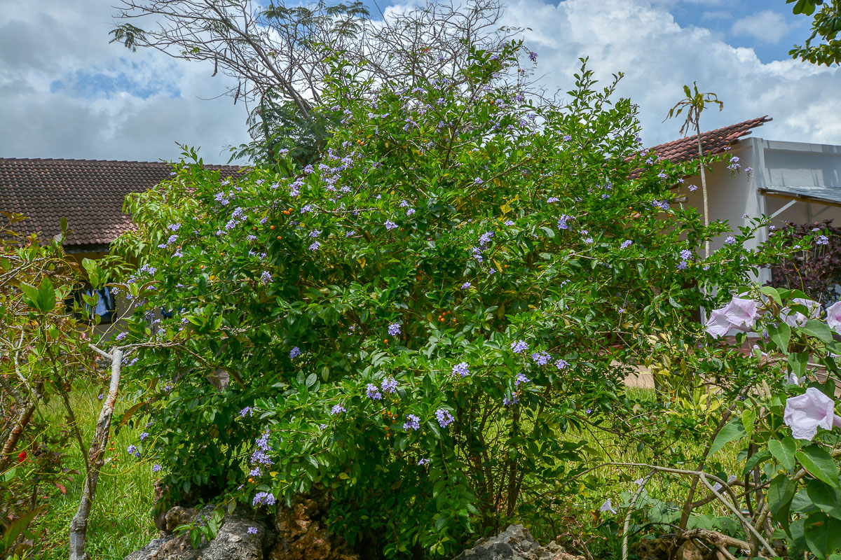 Image of Duranta erecta specimen.