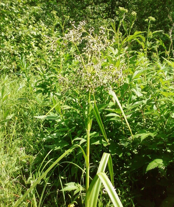 Изображение особи Scirpus sylvaticus.