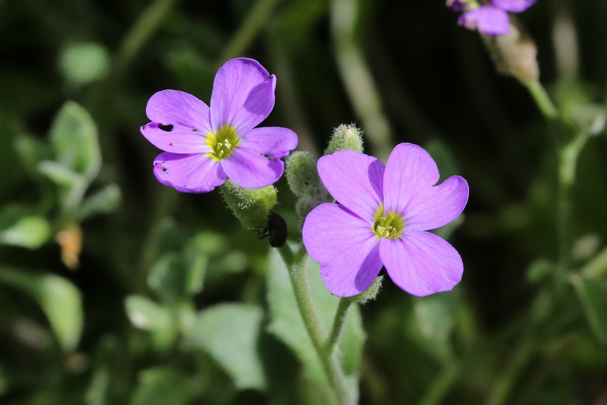 Image of Aubrieta &times; cultorum specimen.