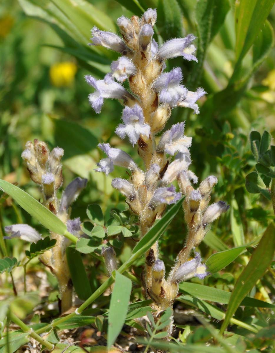 Image of Phelipanche ramosa specimen.