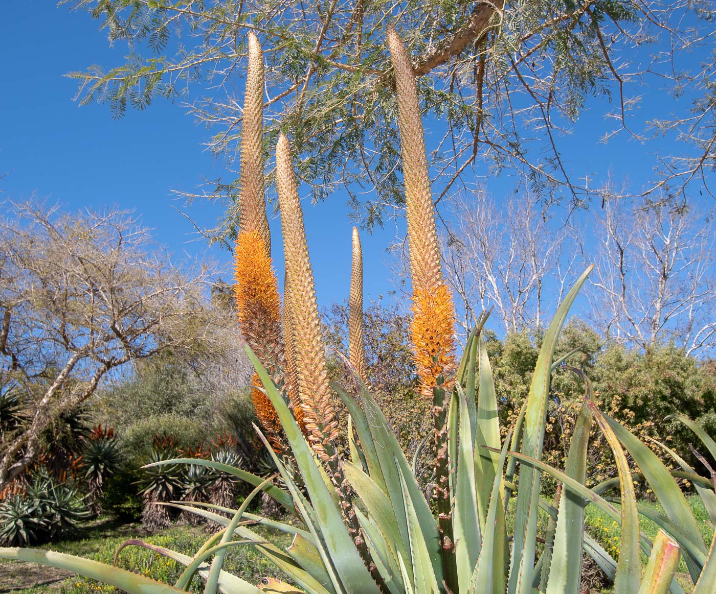 Image of Aloe castanea specimen.