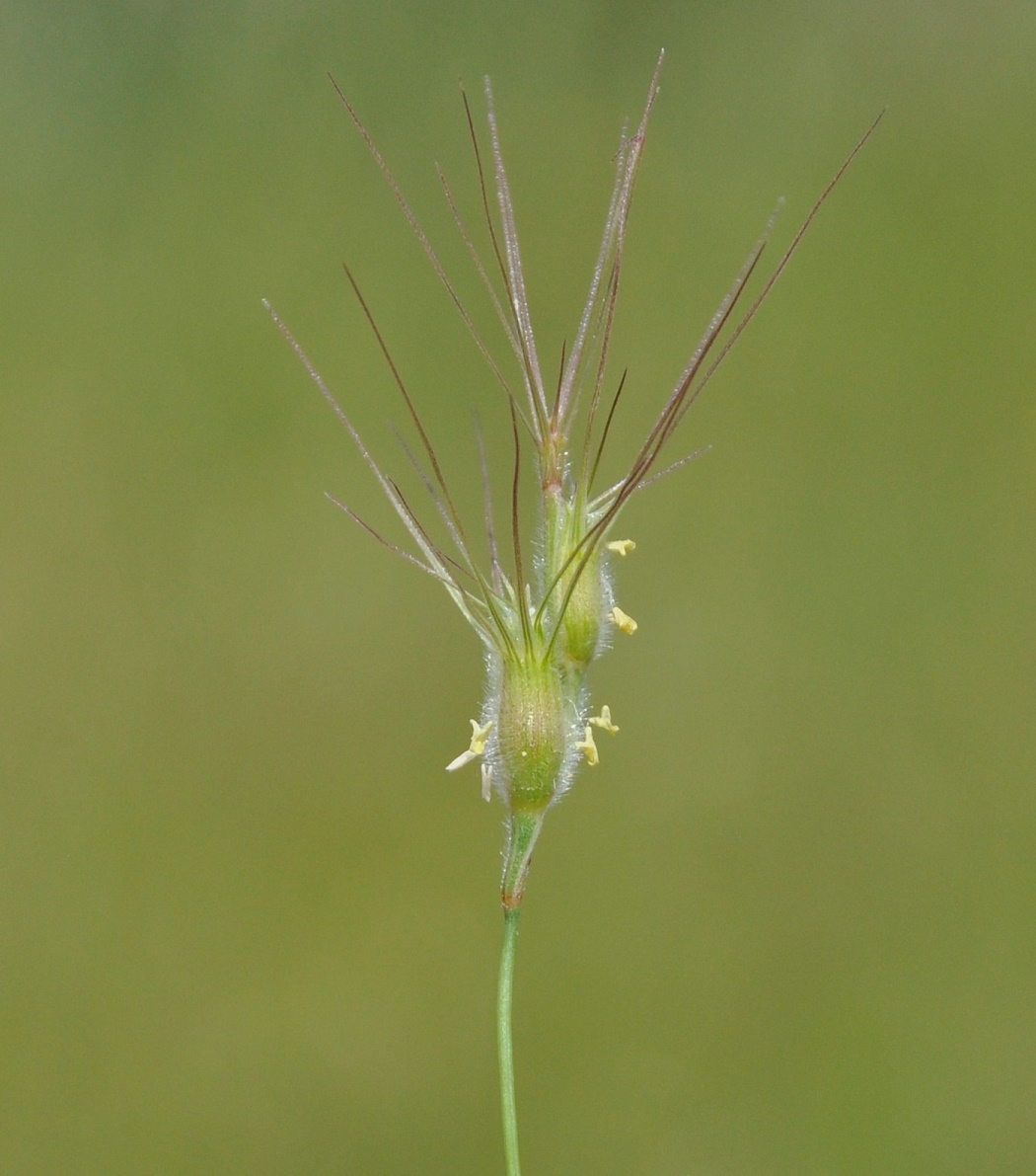 Изображение особи Aegilops geniculata.