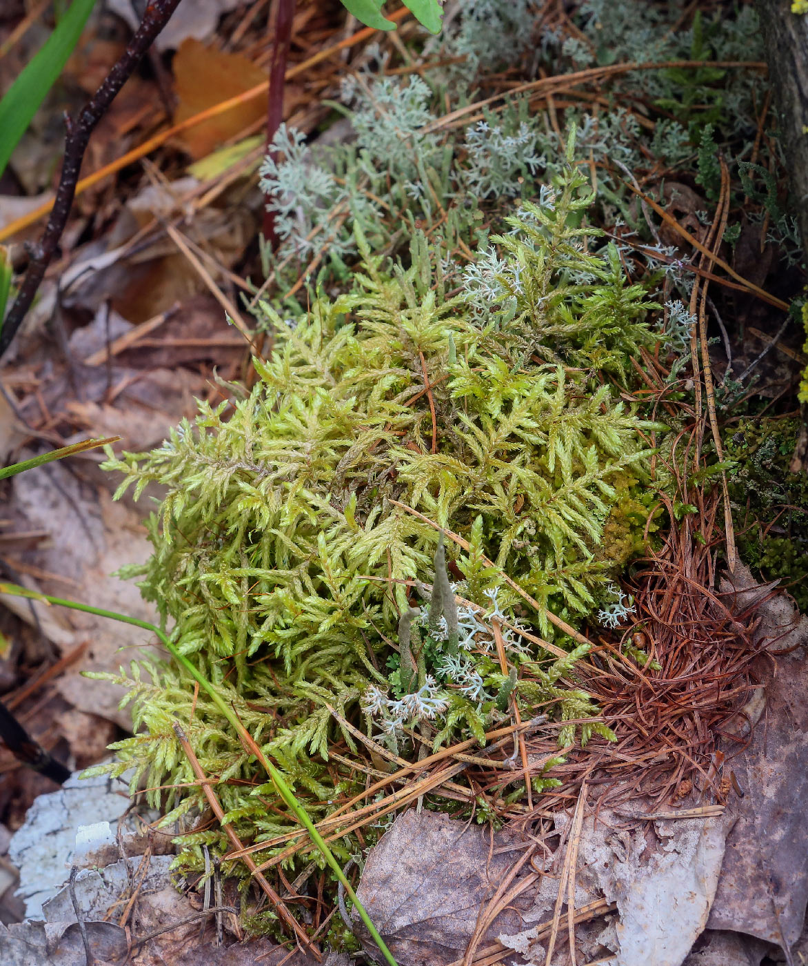 Image of Pleurozium schreberi specimen.