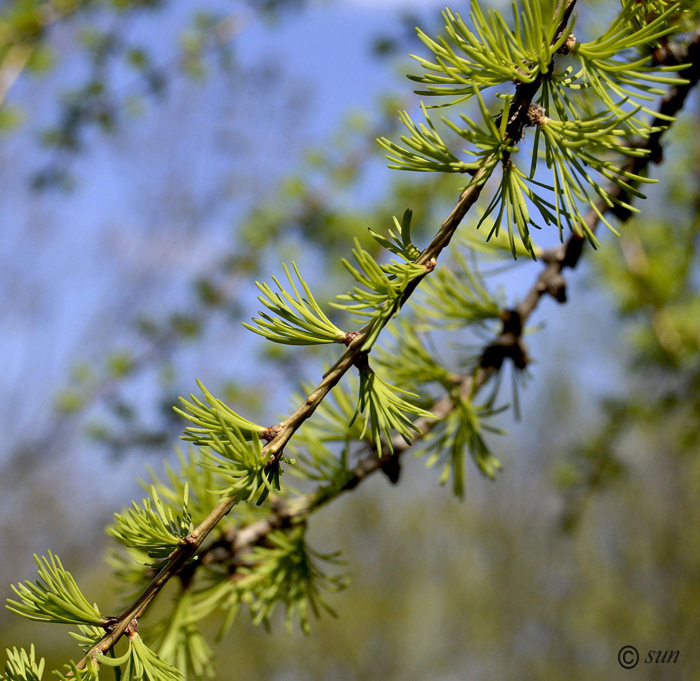 Image of Larix gmelinii specimen.