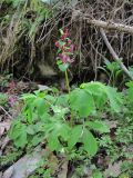 Corydalis cava