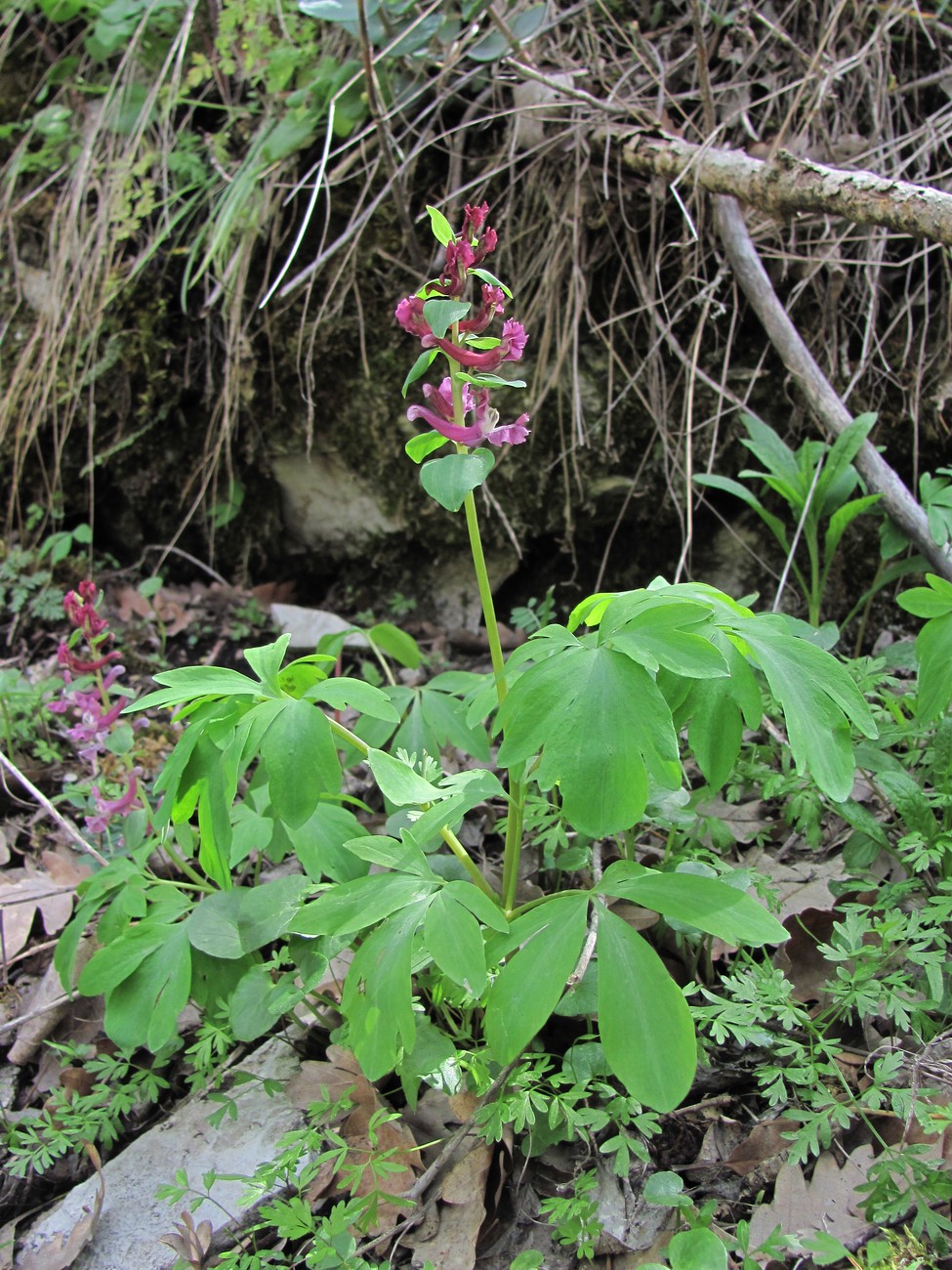 Изображение особи Corydalis cava.