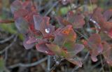 Cotinus coggygria. Часть ветви с листьями в осенней окраске. Крым, окр. г. Судак, гора Перчем, низина восточного склона. 22.09.2013.