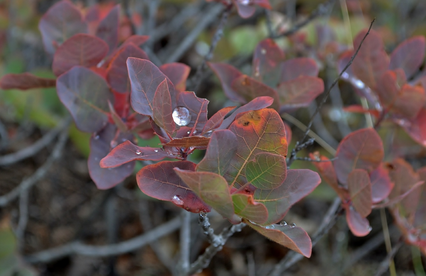 Изображение особи Cotinus coggygria.