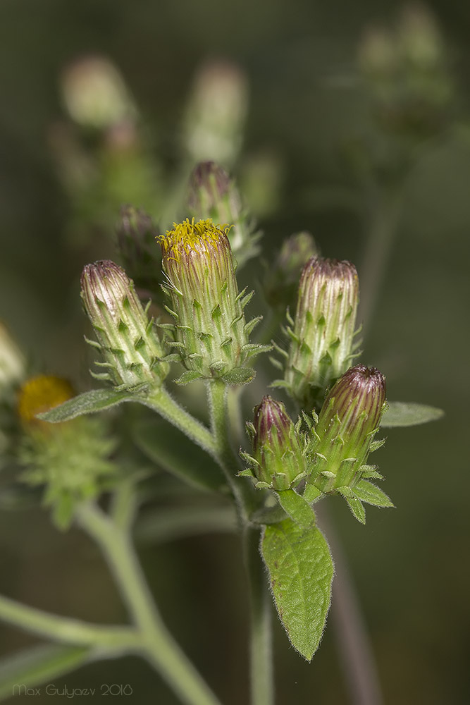 Image of Inula conyza specimen.