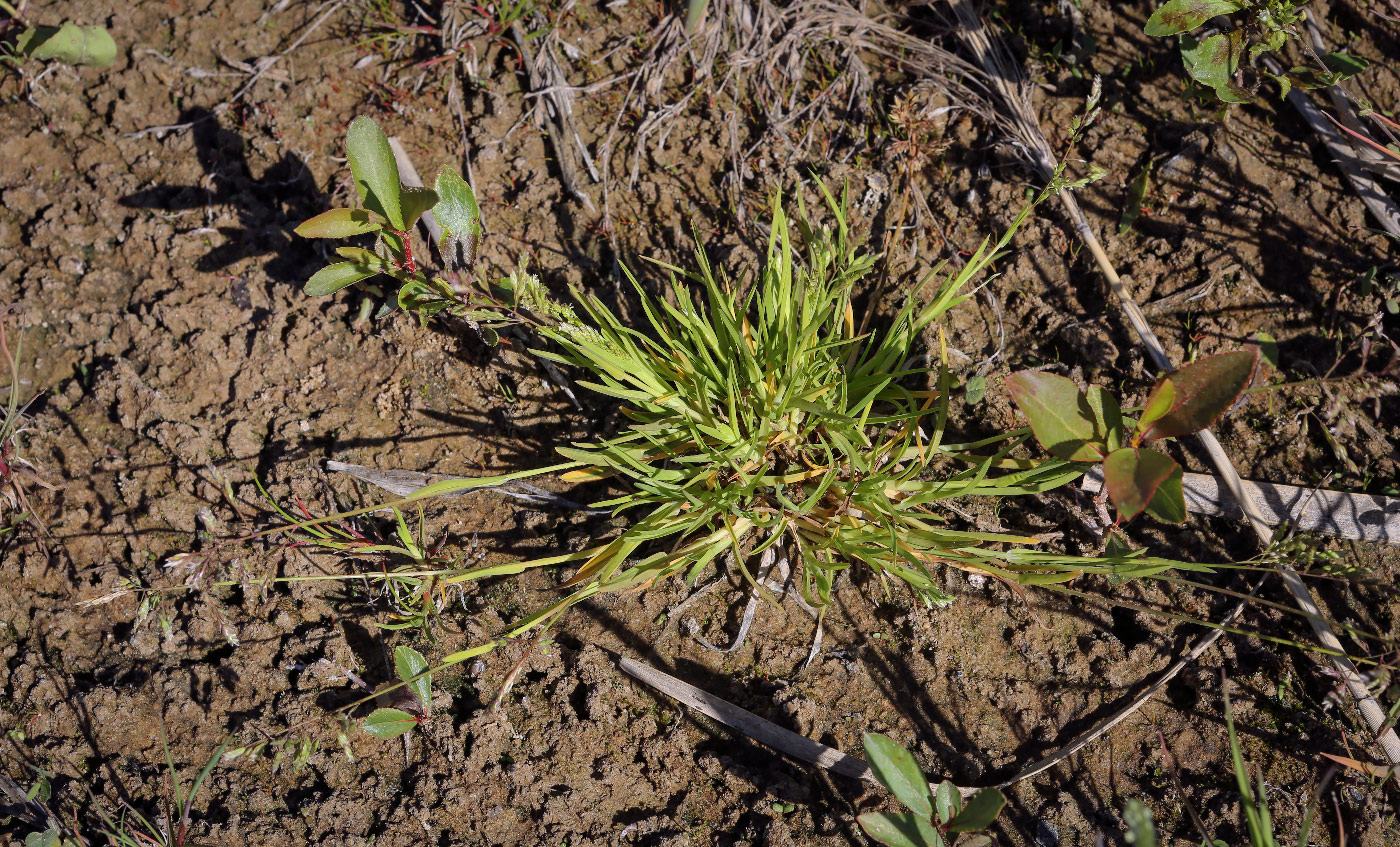 Image of Poa annua specimen.