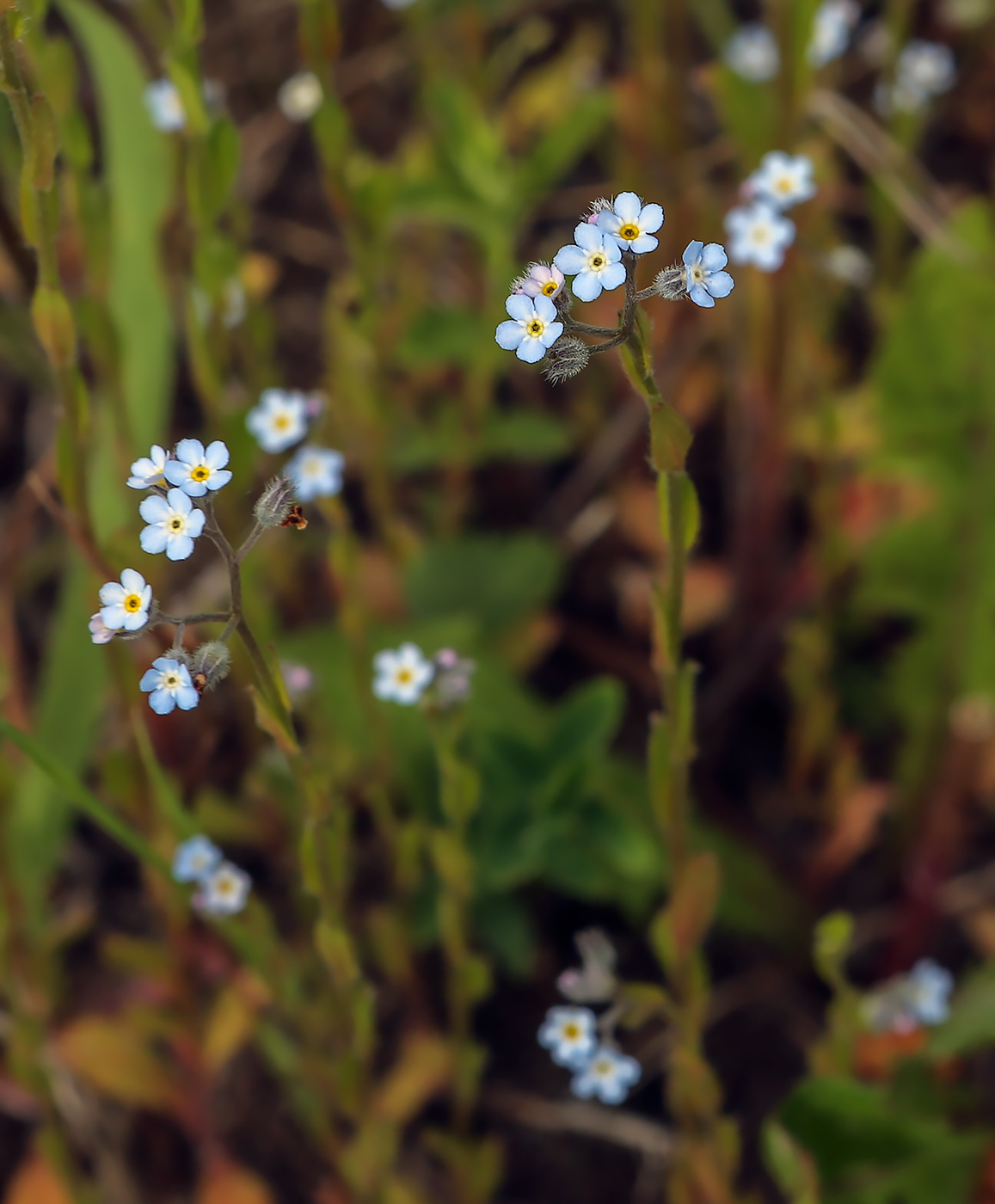 Image of Myosotis ramosissima specimen.
