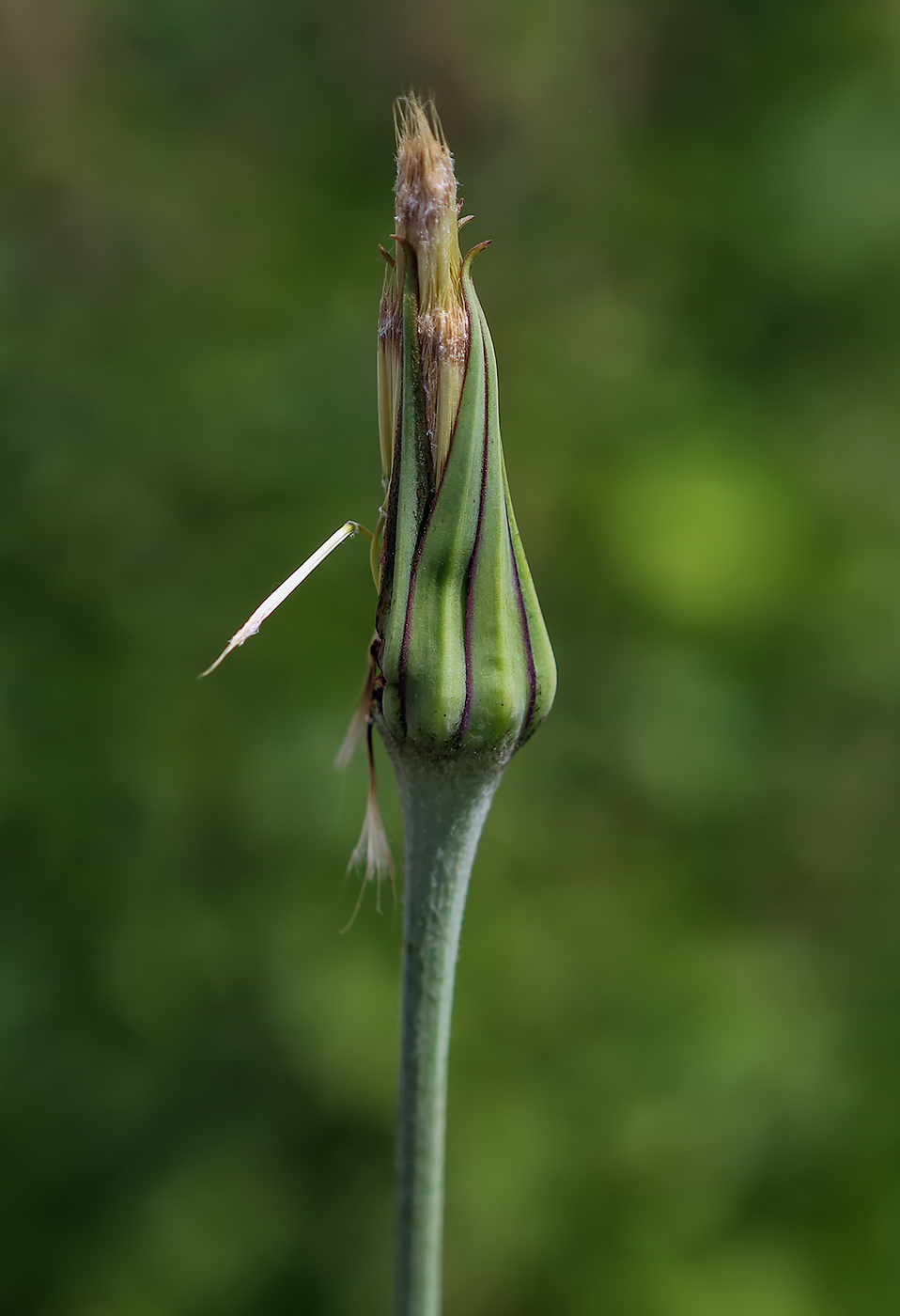 Изображение особи Tragopogon pratensis.