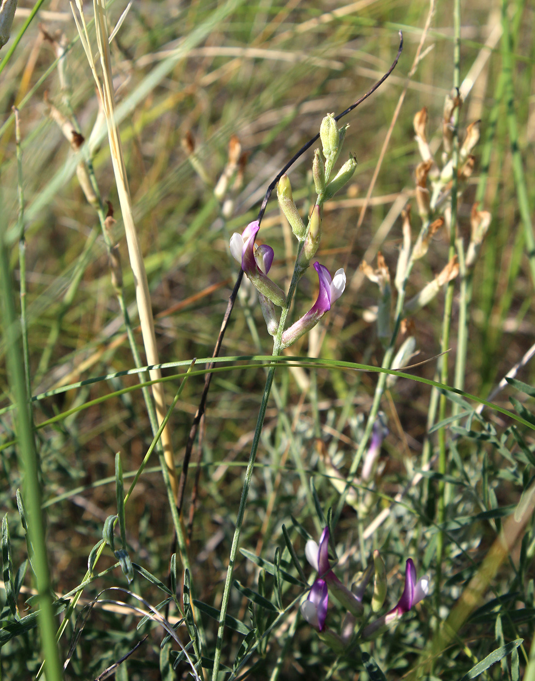 Изображение особи Astragalus pallescens.