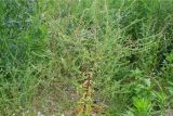 Lappula squarrosa