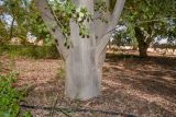 Sclerocarya birrea