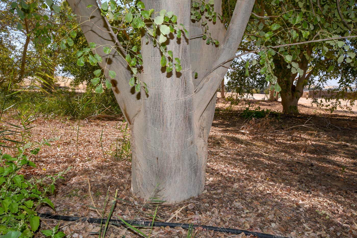 Image of Sclerocarya birrea specimen.