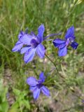 Delphinium consolida