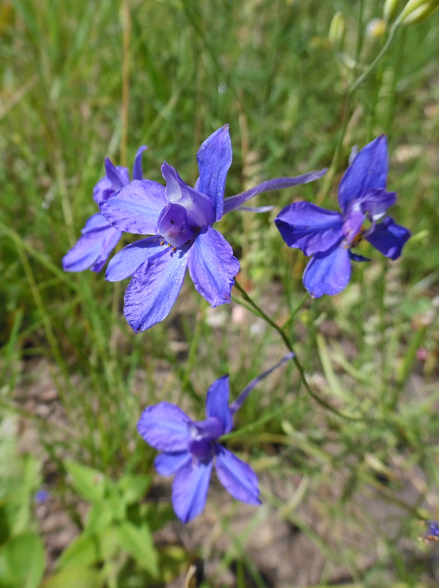 Изображение особи Delphinium consolida.