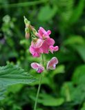 Lathyrus latifolius