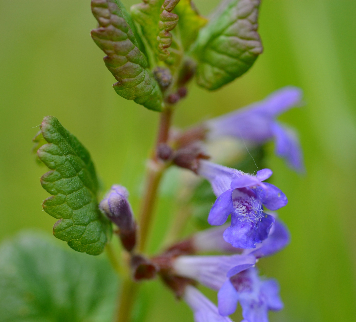 Изображение особи Glechoma hederacea.