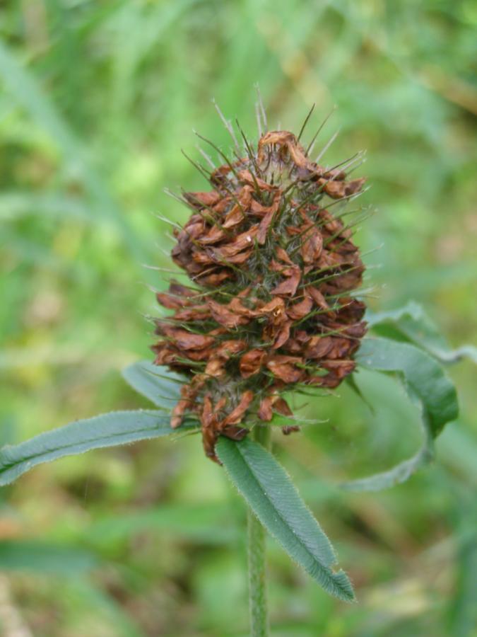 Image of Trifolium alpestre specimen.