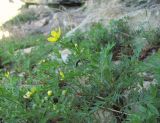 Potentilla orientalis. Цветущее растение. Дагестан, Левашинский р-н, окр. с. Леваши, ок. 1400 м н.у.м., у скального выхода. 01.06.2019.