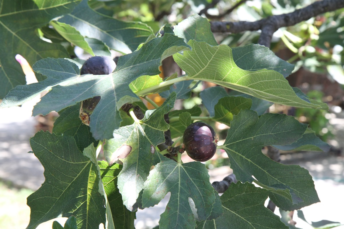 Image of Ficus carica specimen.