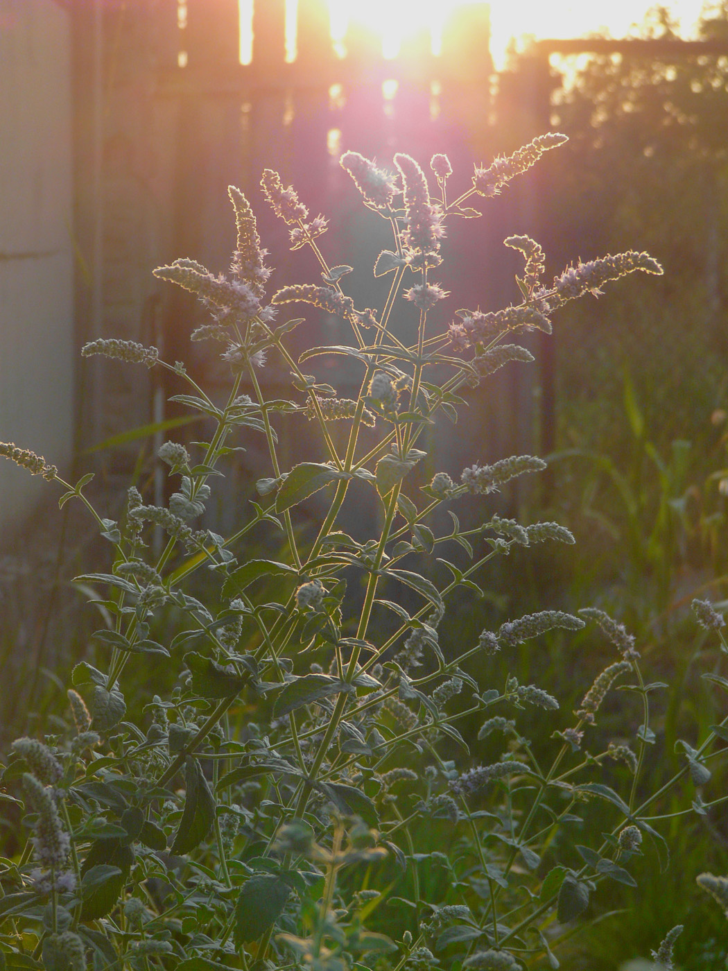 Image of Mentha longifolia specimen.