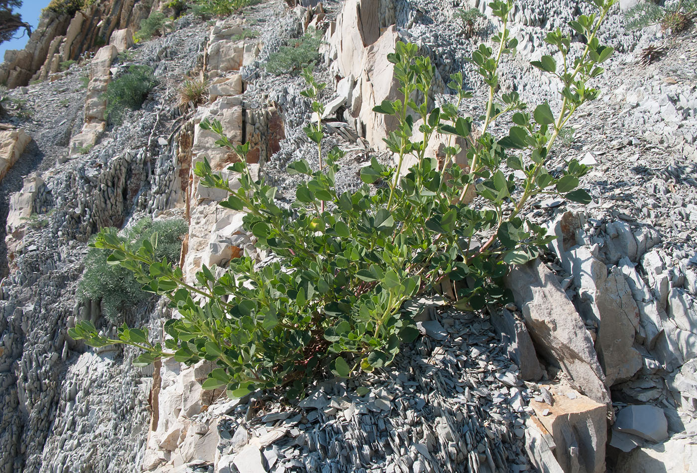 Изображение особи Melilotus officinalis.