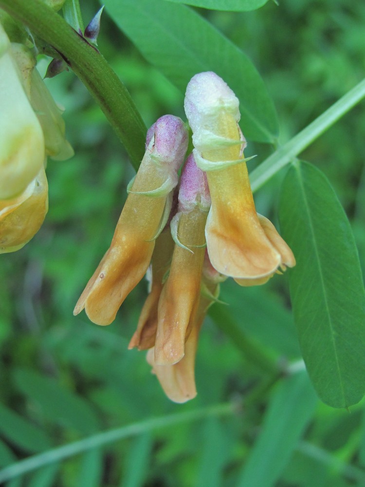 Image of Vicia balansae specimen.