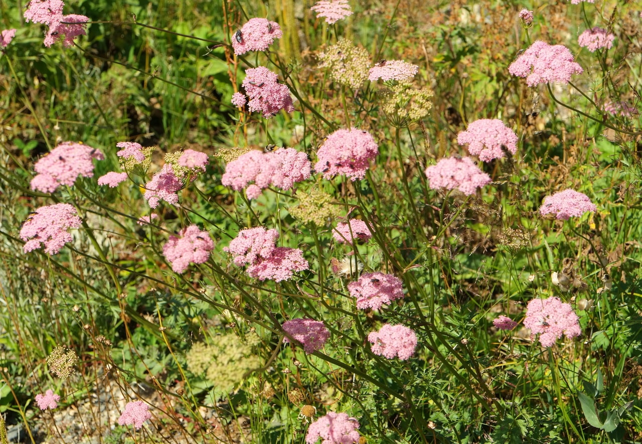 Изображение особи Pimpinella rhodantha.