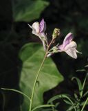 Linaria repens