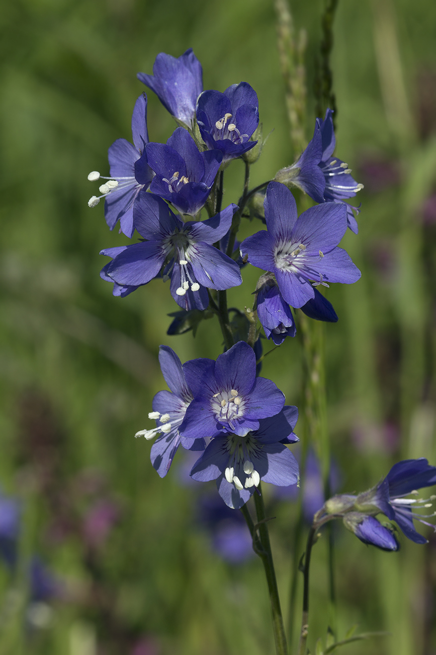 Изображение особи Polemonium schmidtii.