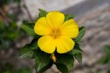 Turnera ulmifolia. Верхушка побега с цветком. Израиль, г. Герцлия. 06.05.2018.