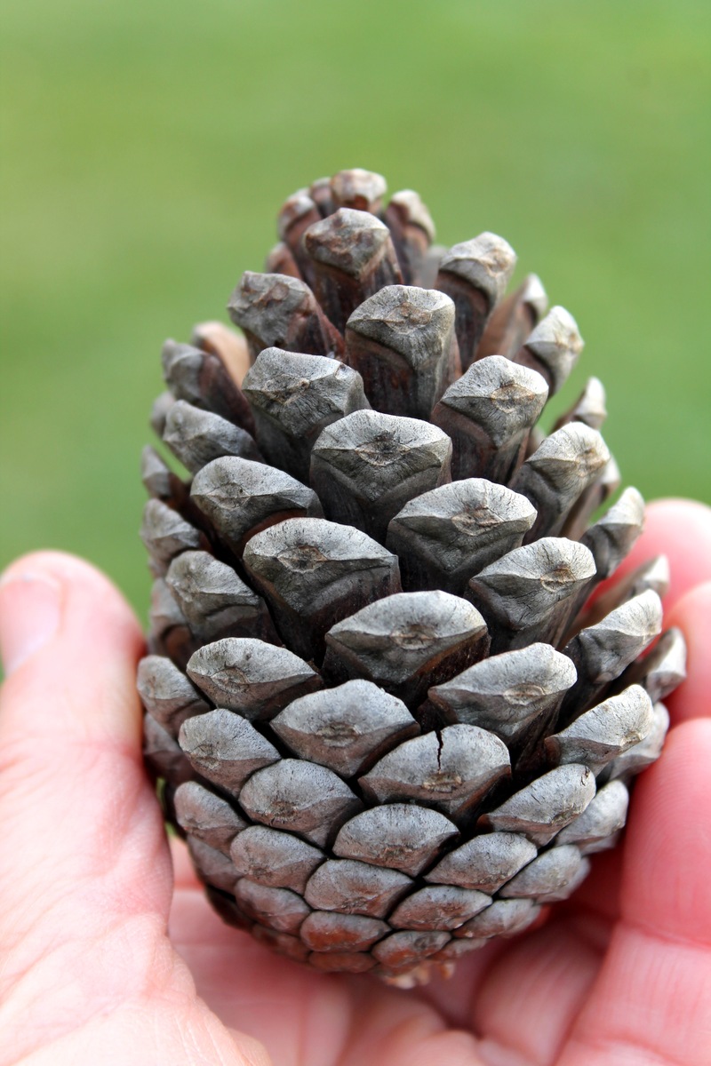 Image of Pinus eldarica specimen.