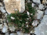 Asperula caespitans