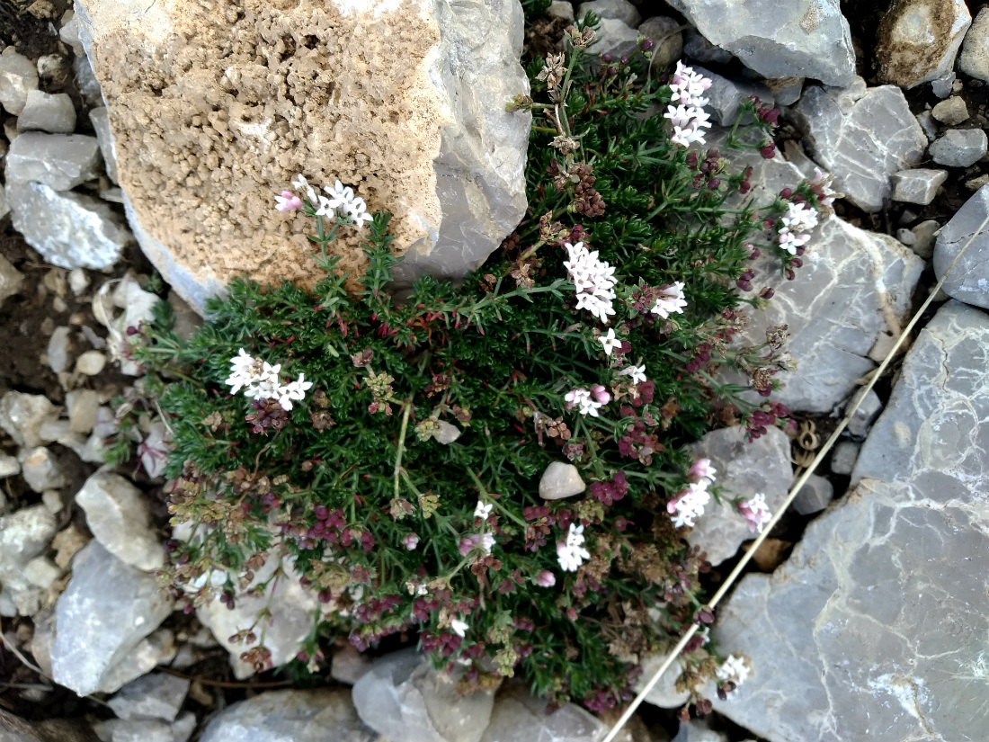 Изображение особи Asperula caespitans.