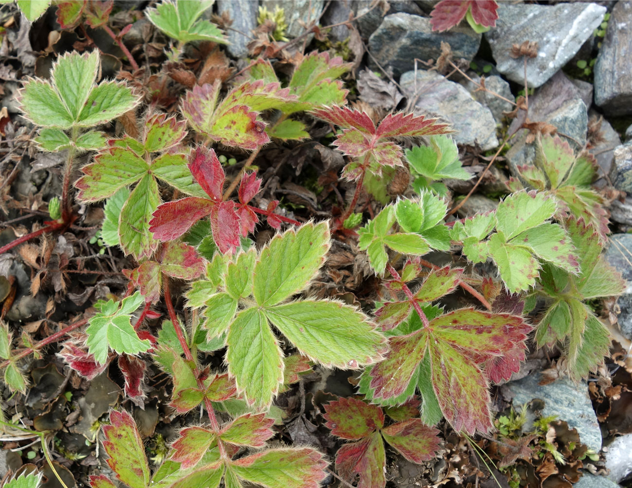 Image of genus Potentilla specimen.
