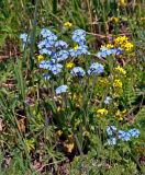 Myosotis asiatica