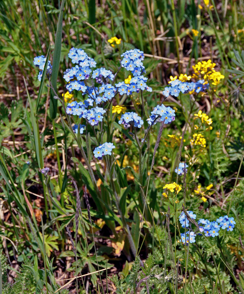 Image of Myosotis asiatica specimen.