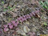 Lysimachia nummularia