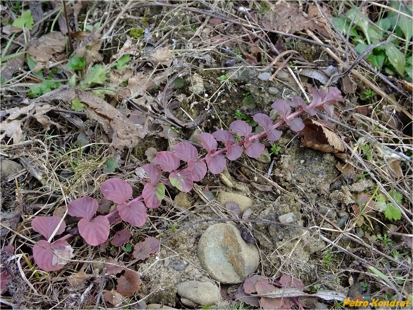 Image of Lysimachia nummularia specimen.