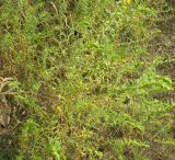 Orthanthella lutea