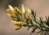 Ulex parviflorus