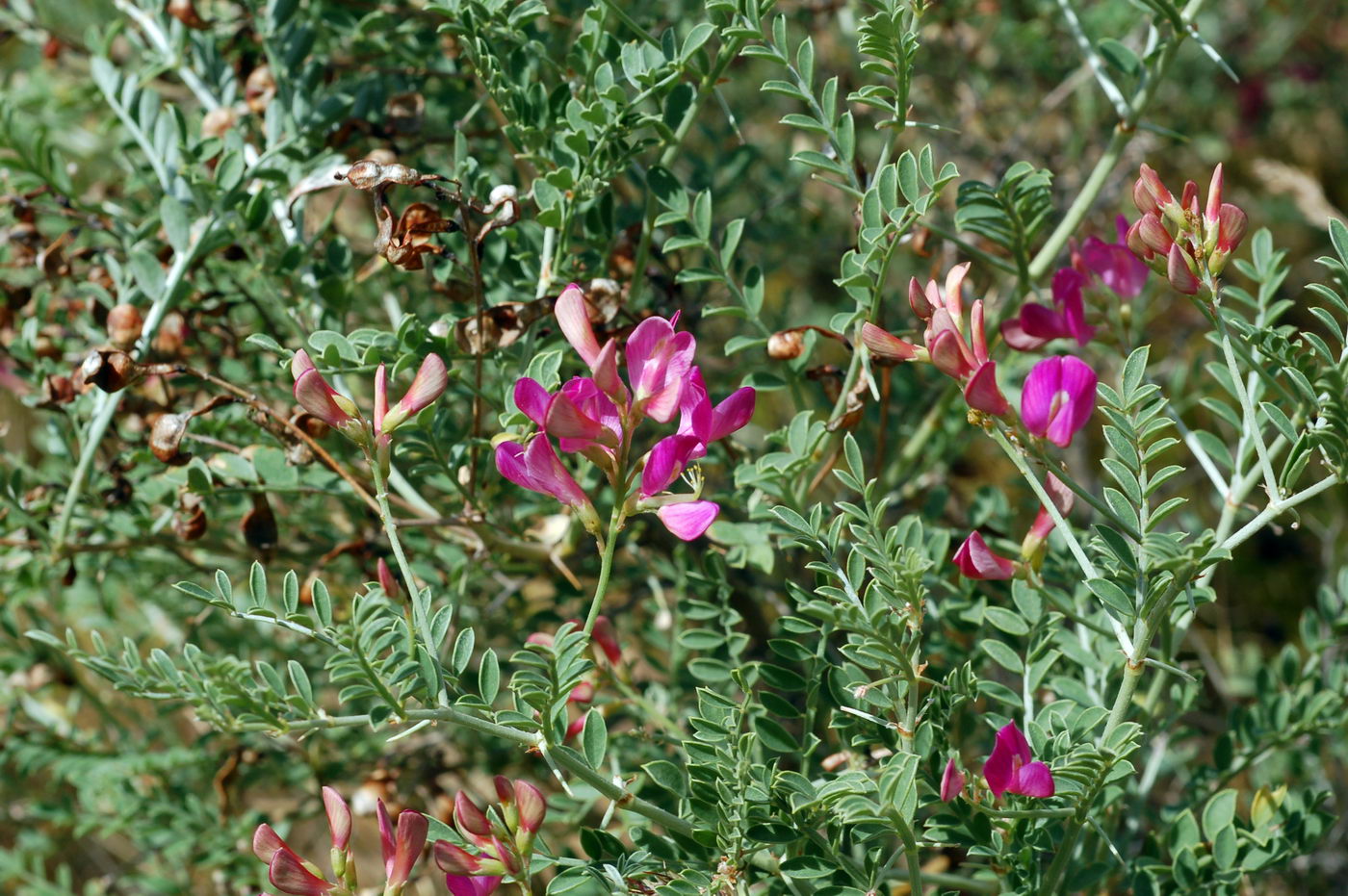 Изображение особи Eversmannia subspinosa.