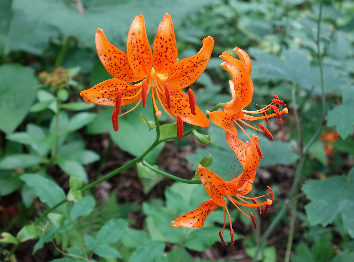 Изображение особи Lilium distichum.