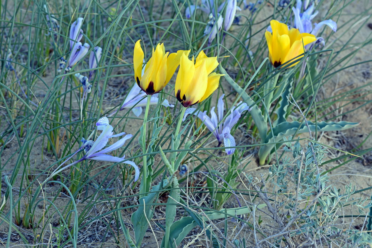Image of Tulipa borszczowii specimen.